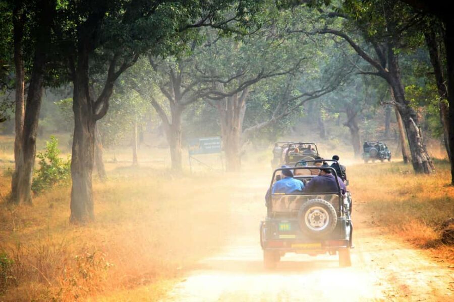 From Jaipur: Ranthambore National Park Day Trip with Safari - Wildlife Highlights You Can Actually Expect