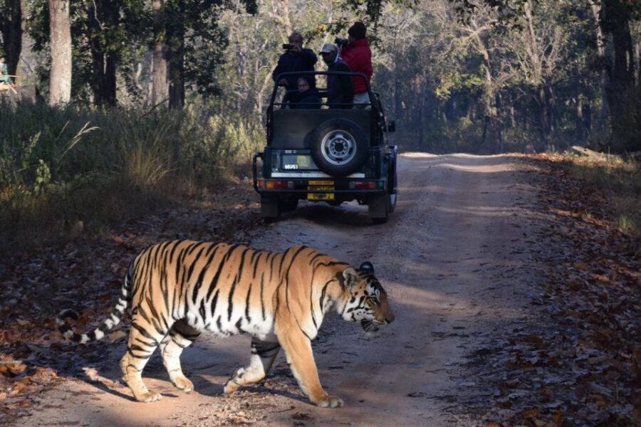 From Jaipur: Ranthambore Private Day Trip with Tiger Safari - Tigers, Crocodiles, Leopards, Sloth Bears, and Birdlife: What’s Actually Possible