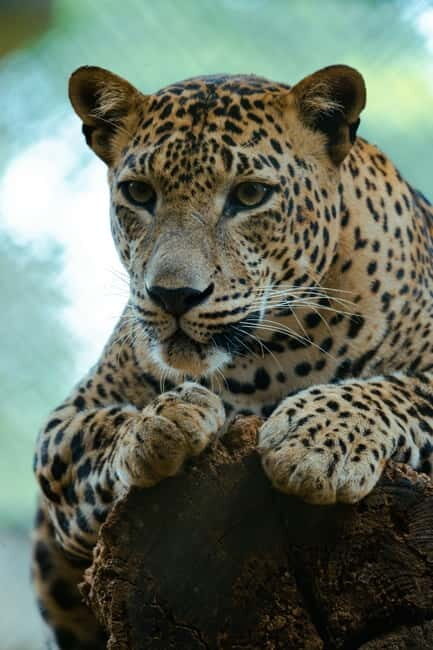 Jaipur: Jhalana Amagarh Leopard Reserve 4×4 Jeep Safari - After the safari: Monkey Temple and the elephant option
