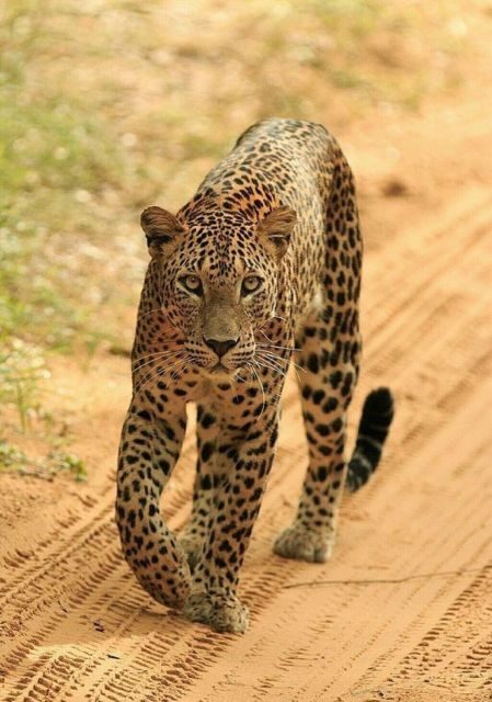 Jaipur: Jhalana/Amagarh leopard safari private tour - The 5-hour reality check: how the time breaks down