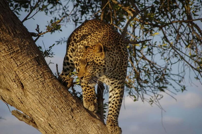 Jaipur: Jhalana leopard safari tour with hotel pickup & drop - Key things I’d focus on before you go