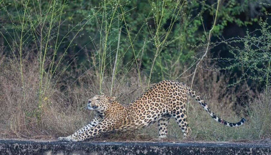 Jaipur: Leopards Safari Tour at Jhalana l Spot Wild Animals - Should you book this Jaipur leopard safari?
