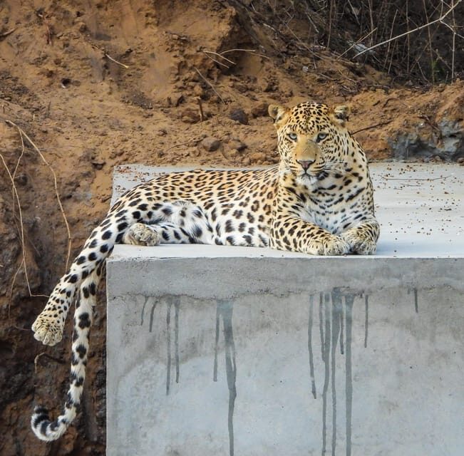 Jaipur: Private Jhalana Leopard Safari Tour - Who should book this Jhalana leopard safari, and who should skip it