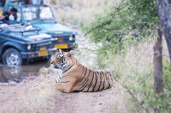 Private 2-Day Tour to Ranthambhore Tiger Safari from Jaipur - Key Points You’ll Care About