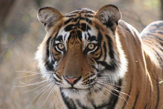 Private 2-Day Tour to Ranthambhore Tiger Safari from Jaipur - Why This 2-Day Ranthambhore Plan Works Better Than a One-Day Rush