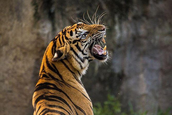 Private 2-Day Tour to Ranthambhore Tiger Safari from Jaipur - Day 1 Afternoon Safari: How You Maximize Tiger-Watching Time
