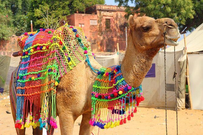 Private Day Trip to Holy City of Pushkar from Jaipur - Key Things I’d Bet You’ll Appreciate